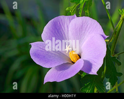 Alyogyne huegelii (hibiscus bleu), fleur, Bundesrepublik Deutschland Banque D'Images