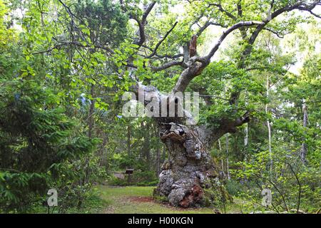 Le chêne commun, le chêne pédonculé, chêne pédonculé (Quercus robur), 1000 ans de chêne ancien, la Suède, l'Oeland, Trollskogen Wald Banque D'Images