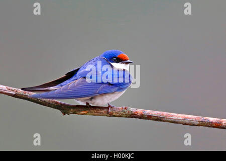 White-throated swallow (Hirundo albigularis), est assis sur une branche, Afrique du Sud, Western Cape, Wilderness National Park Banque D'Images