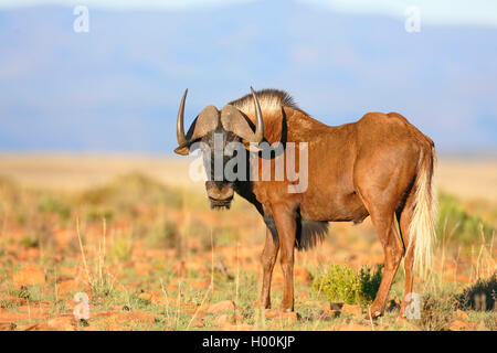 Le gnou noir, le cerf de gnu (Connochaetes gnou), se trouve dans la savane, Afrique du Sud, Eastern Cape, Mountain Zebra National Park Banque D'Images