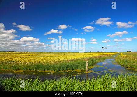 Prairies humides avec hochet, Pays-Bas, Frise Banque D'Images