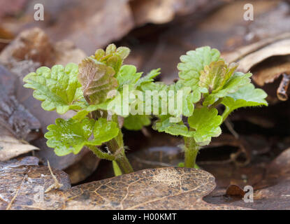 Gill sur le sol, le lierre terrestre (Glechoma hederacea), les jeunes feuilles au printemps, Allemagne Banque D'Images