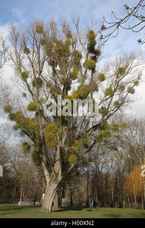 Le gui (Viscum album subsp. album), arbre avec gui, Allemagne Banque D'Images