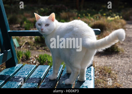 Chat domestique, le chat domestique (Felis silvestris catus). f, chat blanc sur une chaise de jardin humide, Allemagne Banque D'Images