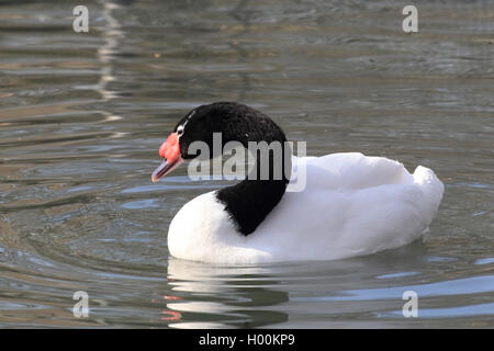 Cygne à cou noir (Cygnus melanocoryphus), piscine, vue de côté Banque D'Images