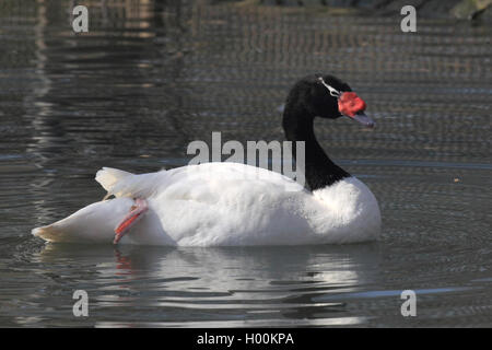 Cygne à cou noir (Cygnus melanocoryphus), piscine, vue de côté Banque D'Images