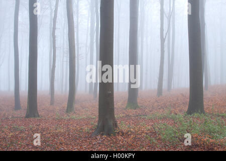 Forêt de feuillus avec brouillard à la fin de l'automne, l'Allemagne, Schleswig-Holstein Banque D'Images