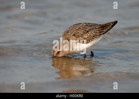 Le Bécasseau variable (Calidris alpina), à la recherche de nourriture dans l'eau, vue de côté, le Danemark Banque D'Images