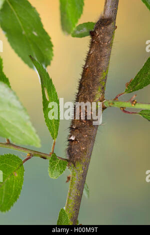 Agrion (Gastropacha quercifolia, Phalaena quercifolia), pupe , Allemagne Banque D'Images