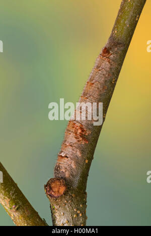 Agrion (Gastropacha quercifolia, Phalaena quercifolia), Caterpillar, Allemagne Banque D'Images