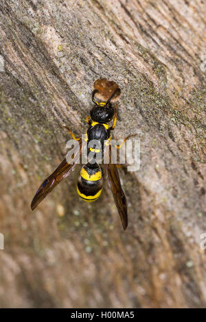 Wasp (Symmorphus potter cf. gracilis), à l'entrée du nid, Allemagne Banque D'Images