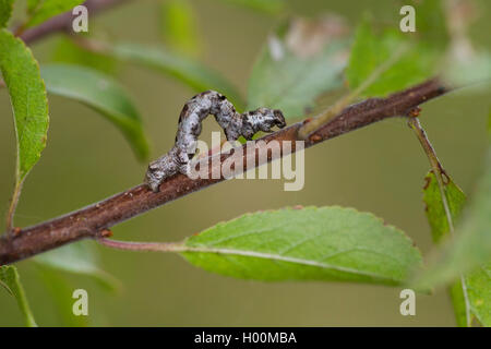 L'arpenteuse de mélèze, sapin, élagueur de bleuets, arpenteuse arpenteuse de prune (Ectropis crepuscularia, Ectropis bistortata, Boarmia bistortata), Caterpillar sur une brindille, Allemagne Banque D'Images