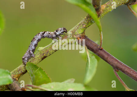 L'arpenteuse de mélèze, sapin, élagueur de bleuets, arpenteuse arpenteuse de prune (Ectropis crepuscularia, Ectropis bistortata, Boarmia bistortata), Caterpillar sur une brindille, Allemagne Banque D'Images