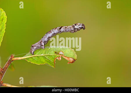 L'arpenteuse de mélèze, sapin, élagueur de bleuets, arpenteuse arpenteuse de prune (Ectropis crepuscularia, Ectropis bistortata, Boarmia bistortata), Caterpillar sur une feuille, Allemagne Banque D'Images