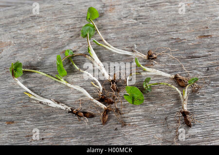 Lesser celandine, fig-root-tasse de beurre (Ranunculus ficaria, Ficaria verna), bulbes, Allemagne Banque D'Images