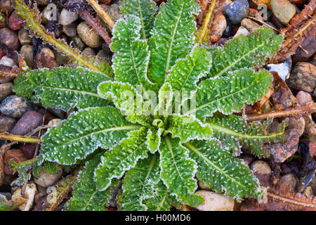 Cardère sauvage, cardère à foulon, cardère commun, commun teazle (Dipsacus fullonum, Dipsacus sylvestris), leaf wit rosette givre, Allemagne Banque D'Images