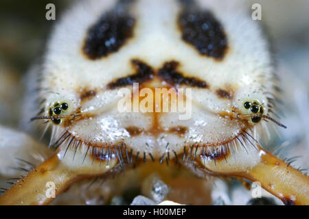 Lion ant (Acanthaclisis occitanica), ant lion, portrait d'une larve , Allemagne Banque D'Images