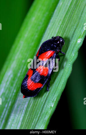 Noir et rouge (Cercopis froghopper Cercopis vulnerata, sanguinea), sur une feuille, Allemagne Banque D'Images