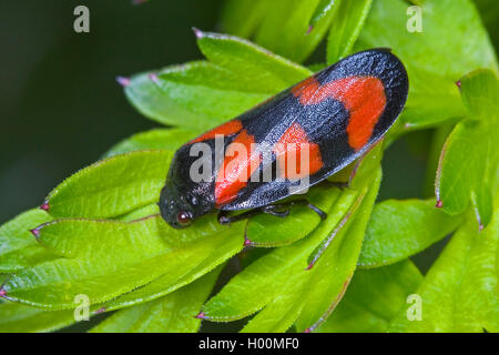 Noir et rouge (Cercopis froghopper Cercopis vulnerata, sanguinea), sur une feuille, Allemagne Banque D'Images