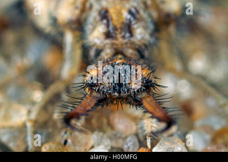 Antlion (alésage Myrmeleon), larve, portrait, Allemagne Banque D'Images