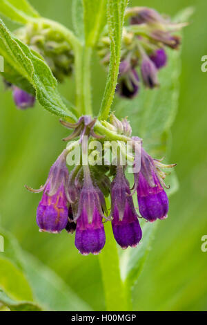 Symphytum officinale Consoude (commune), la floraison, Allemagne Banque D'Images