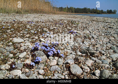 Le lac de Constance forget-me-not (Myosotis rehsteineri, Myosotis scorpioides subsp. caespitosa, Myosotis caespitosa var. grandiflora), blooming, Allemagne Banque D'Images