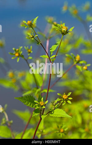 Bur mendiant-tiques, bur-trifide marigold, l'eau à trois lobes, agrimony Beggarticks, trois parties (Bidens tripartita bident Bidens tripartitus, Bidens, acuta), blooming, Allemagne Banque D'Images