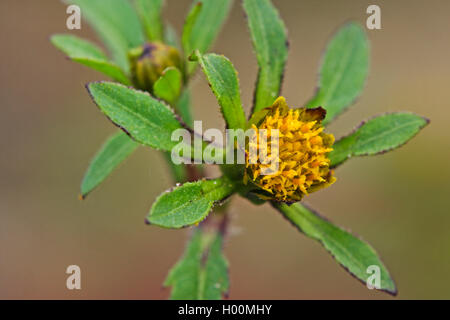 Bur mendiant-tiques, bur-trifide marigold, l'eau à trois lobes, agrimony Beggarticks, trois parties (Bidens tripartita bident Bidens tripartitus, Bidens, acuta), blooming, Allemagne Banque D'Images