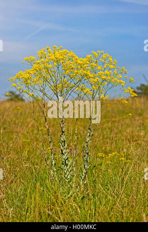 Du sécheur (Isatis tinctoria) guède, blooming, Allemagne