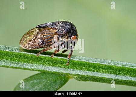 Treehopper Gargara genistae (balai), sur une tige, Allemagne Banque D'Images