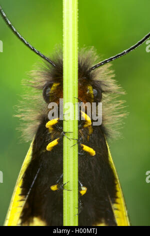 Libelloides coccajus Owly (soufre, Libelloides Ascalaphus libelluloides) coccaius, portrait, d'en bas, Allemagne Banque D'Images