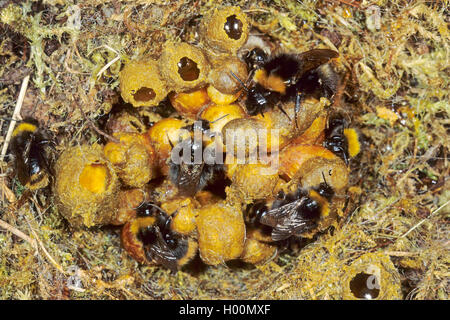 Début de bourdons (Bombus pratorum, Pyrobombus pratorum), les bourdons au nid, Allemagne Banque D'Images