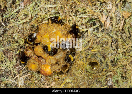 Début de bourdons (Bombus pratorum, Pyrobombus pratorum), les bourdons au nid, Allemagne Banque D'Images