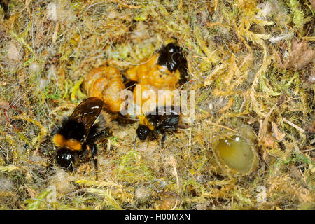 Début de bourdons (Bombus pratorum, Pyrobombus pratorum), nid de bourdons, premiers travailleurs éclos, sur le côté droit de la photo est le pot de miel, Allemagne Banque D'Images