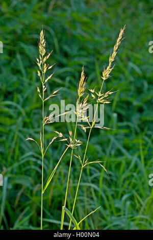 False Oat-grass, tall Oat-grass, tall danthonie (Arrhenatherum elatius), panicules, Allemagne Banque D'Images