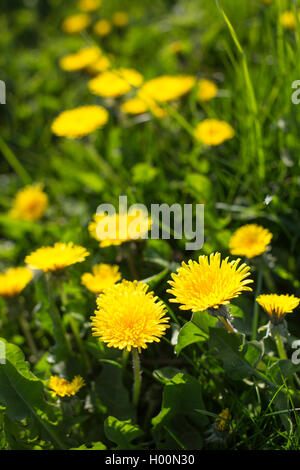 Les agriculteurs de la moquette sur le terrain en jaune vif fleurs de pissenlit dans le soleil du printemps. Banque D'Images