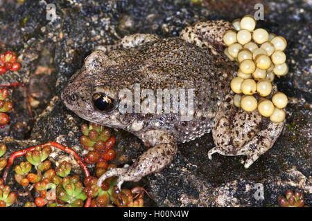 Crapaud accoucheur (Alytes obstetricans), homme avec des oeufs sur le dos, Autriche Banque D'Images