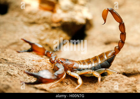 (Scorpion Euscorpius tergestinus), sur une pierre Banque D'Images