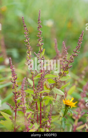 De nombreuses graines (Chenopodium polyspermum chénopode), inflorescence, Allemagne Banque D'Images