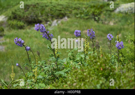Le laiteron des montagnes, bleu-alpin le laiteron des champs (Cicerbita alpina, Lactuca alpina, Mulgedium alpinum), la floraison, la Suisse, l' Furkapass Banque D'Images
