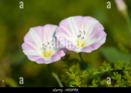 Le liseron des champs, champ de gloire du matin, petit liseron des champs (Convolvulus arvensis), deux fleurs, Allemagne Banque D'Images