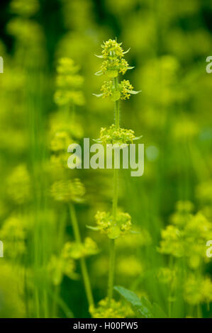 Crosswort, gaillet (Cruciata laevipes), blooming, Autriche Banque D'Images