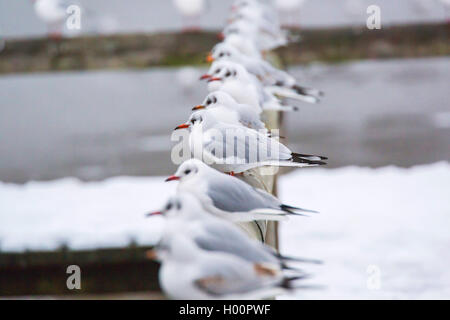 Mouette rieuse (Larus ridibundus, Chroicocephalus ridibundus), de nombreux goélands à tête noire assis côte à côte sur une rambarde du pont, vue latérale, Allemagne Banque D'Images