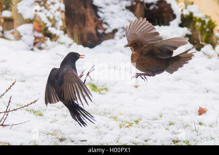 Blackbird (Turdus merula), couple fighting pour l'alimentation, Allemagne, Bavière, Niederbayern, Basse-Bavière Banque D'Images