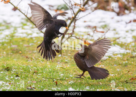 Blackbird (Turdus merula), homme d'attaquer une femme, vue de côté, l'Allemagne, Bavière, Niederbayern, Basse-Bavière Banque D'Images