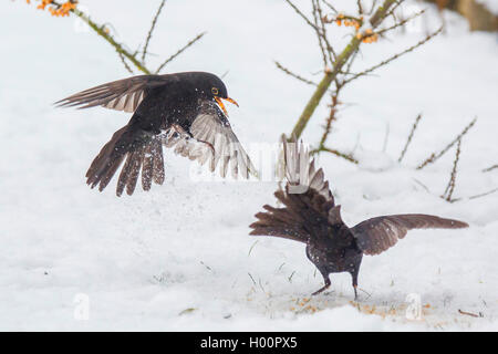 Blackbird (Turdus merula), deux hommes en conflit, l'Allemagne, Bavière, Niederbayern, Basse-Bavière Banque D'Images