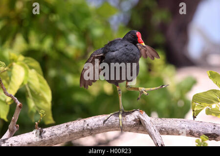 Gallinule poule-d'eau (Gallinula chloropus), debout sur une jambe sur une branche, Autriche Banque D'Images