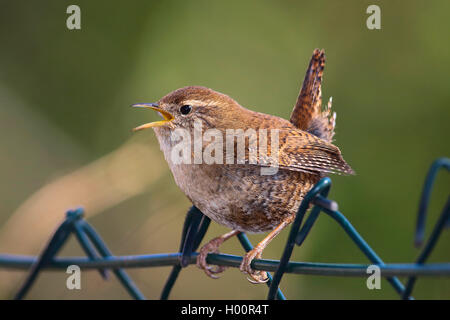 Troglodyte mignon (Troglodytes troglodytes), est assis sur une clôture le chant, Allemagne Banque D'Images