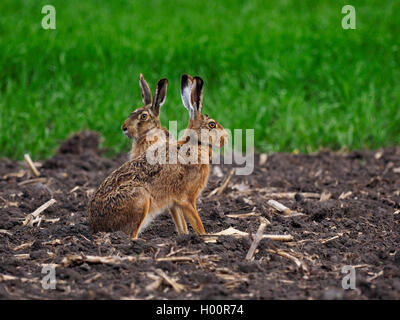 Lièvre européen, lièvre Brun (Lepus europaeus), deux lièvres s'asseoir dans un champ à la sécurisation, à l'Autriche, le parc national de Neusiedler See Banque D'Images