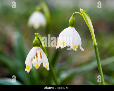 Printemps Leucojum vernum (flocon), des fleurs, de l'Allemagne, Bade-Wurtemberg Banque D'Images